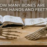 how many bones are in the hands and feet